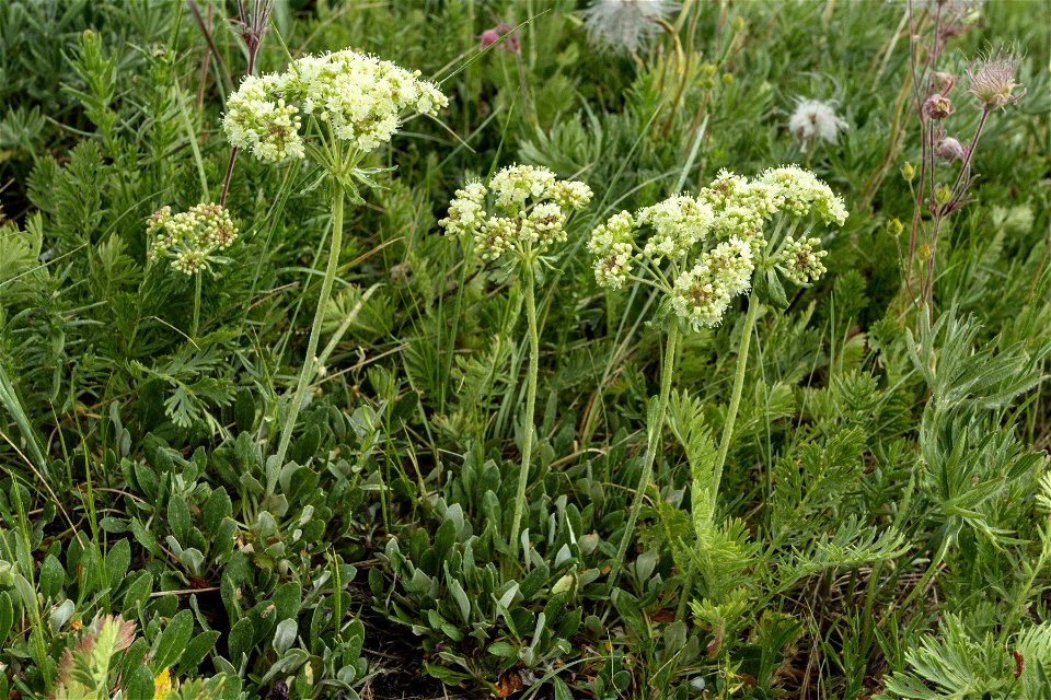 Eriogonum umbellatum var. majus