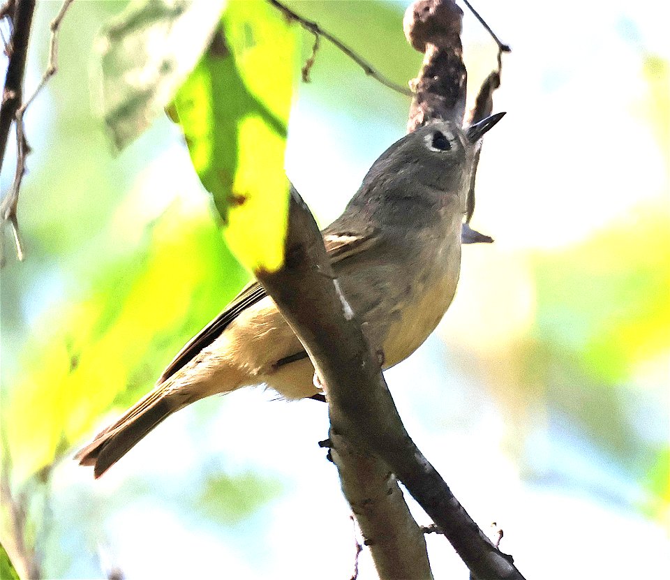 RUBY-CROWNED KINGLET (1-29-2023) national butterfly center, hidalgo, tx