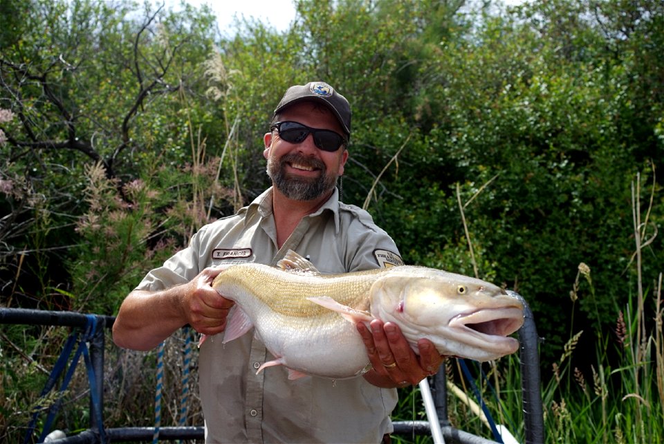 Colorado Pikeminnow photo