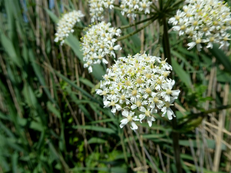 Heracleum sphondylium L., 1753