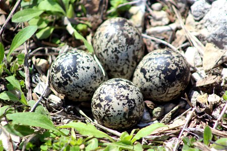 Eggs in a Killdeer Nest
