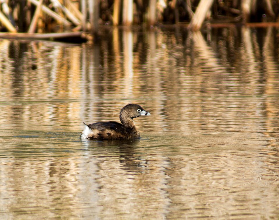 Pied-billed Grebe