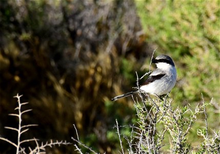 Loggerhead shrike at Seedskadee National Wildlife Refuge