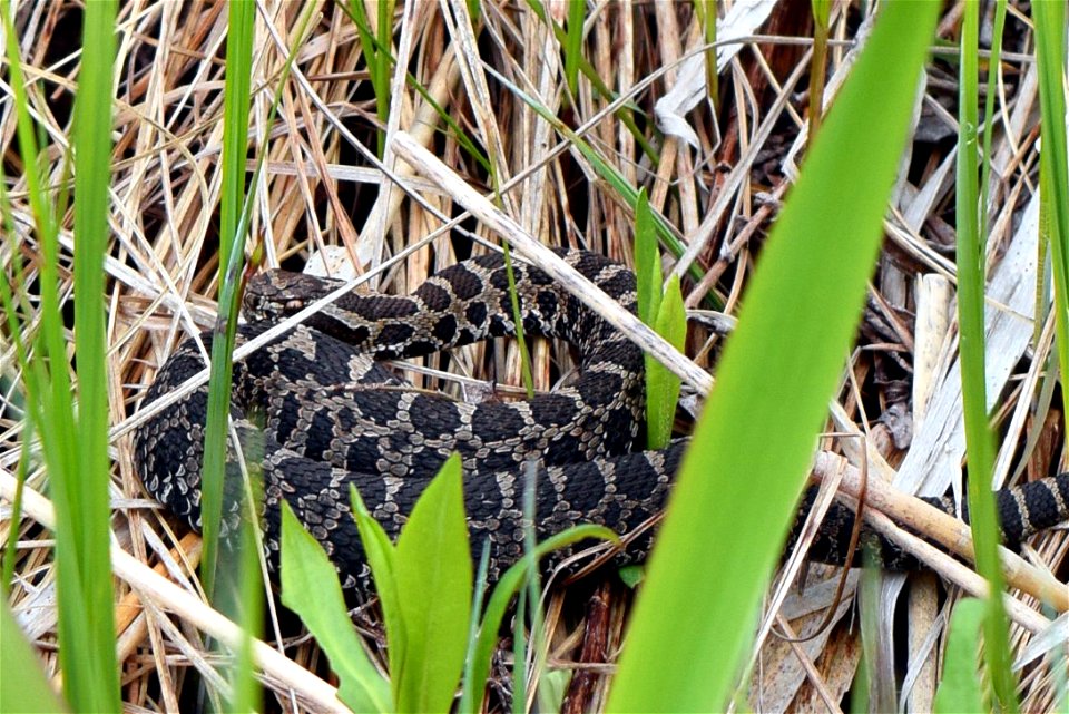 Eastern massasauga photo