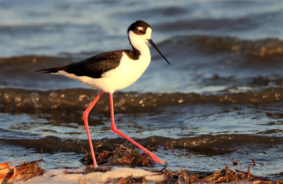 Black-Necked Stilt Huron Wetland Management District South Dakota