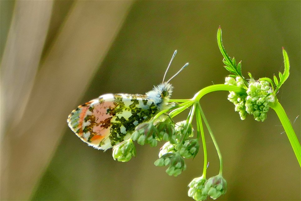 Male Orange-tip b
