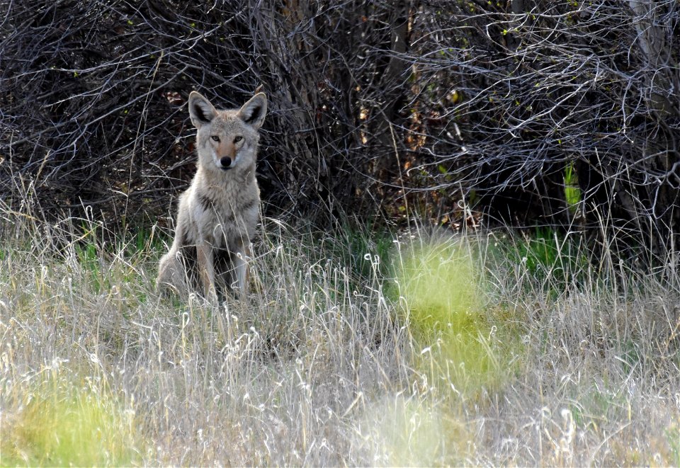 Coyote on Seedskadee National Wildlife Refuge