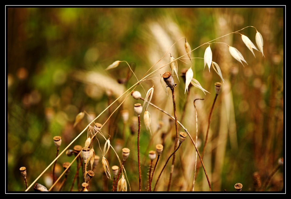 field walk photo