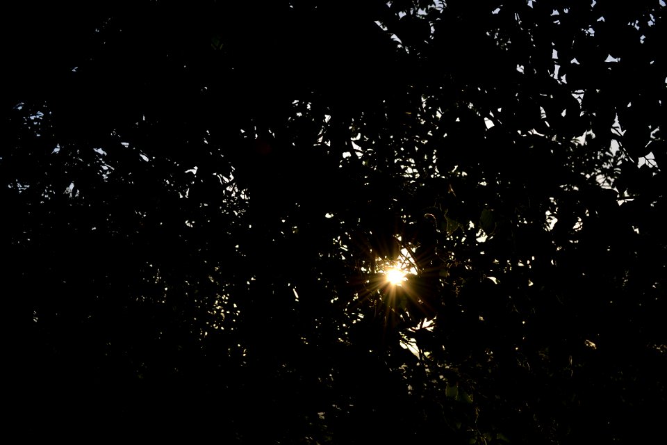 Shine