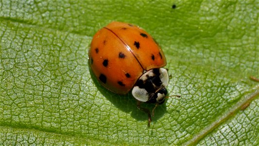 Harmonia axyridis (Asiatischer Marienkäfer)