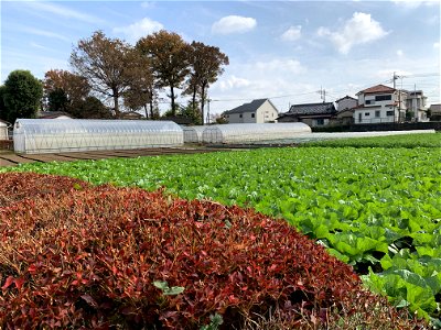 Saiwaicho in Higashikurume-shi in November