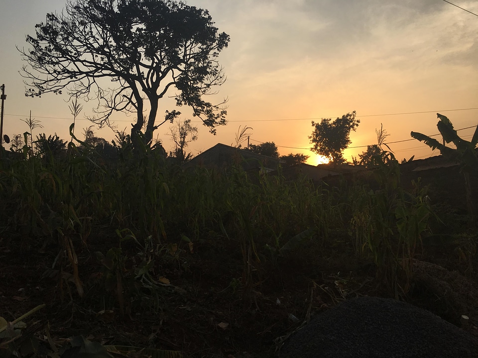 Sunset landscape tree