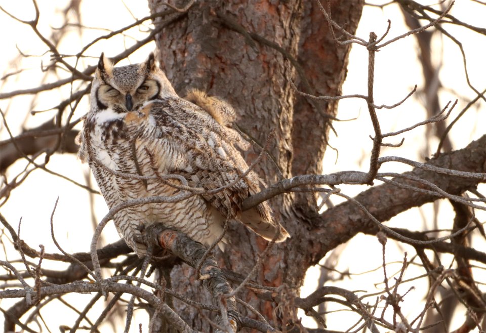 Great-Horned Owl Huron Wetland Management District