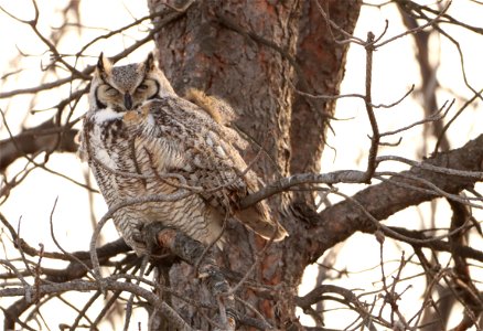 Great-Horned Owl Huron Wetland Management District photo
