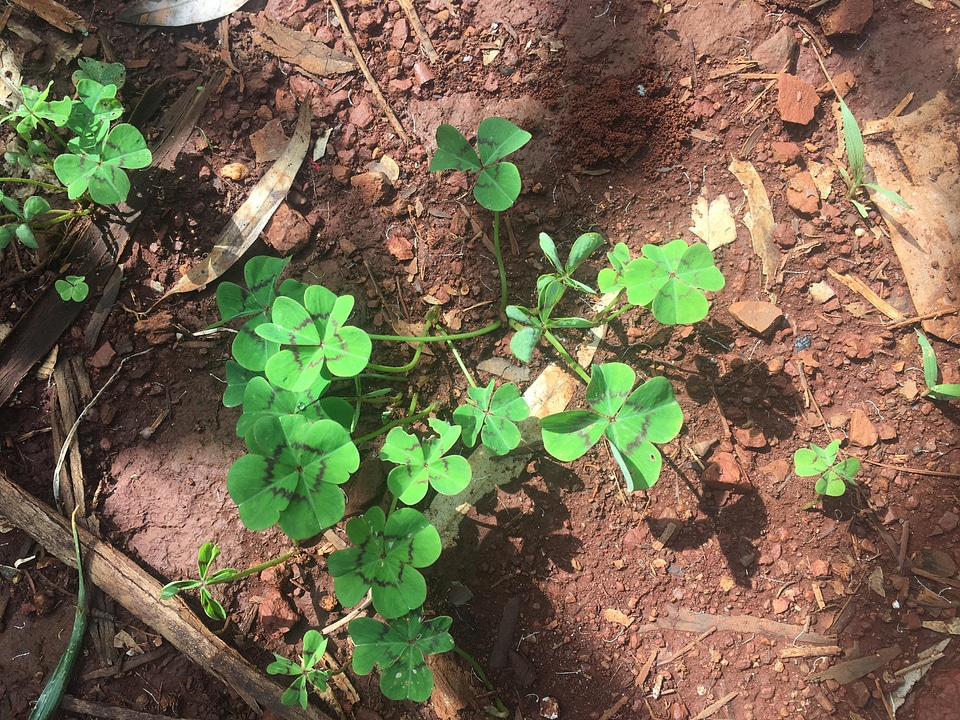 Nature ground plant