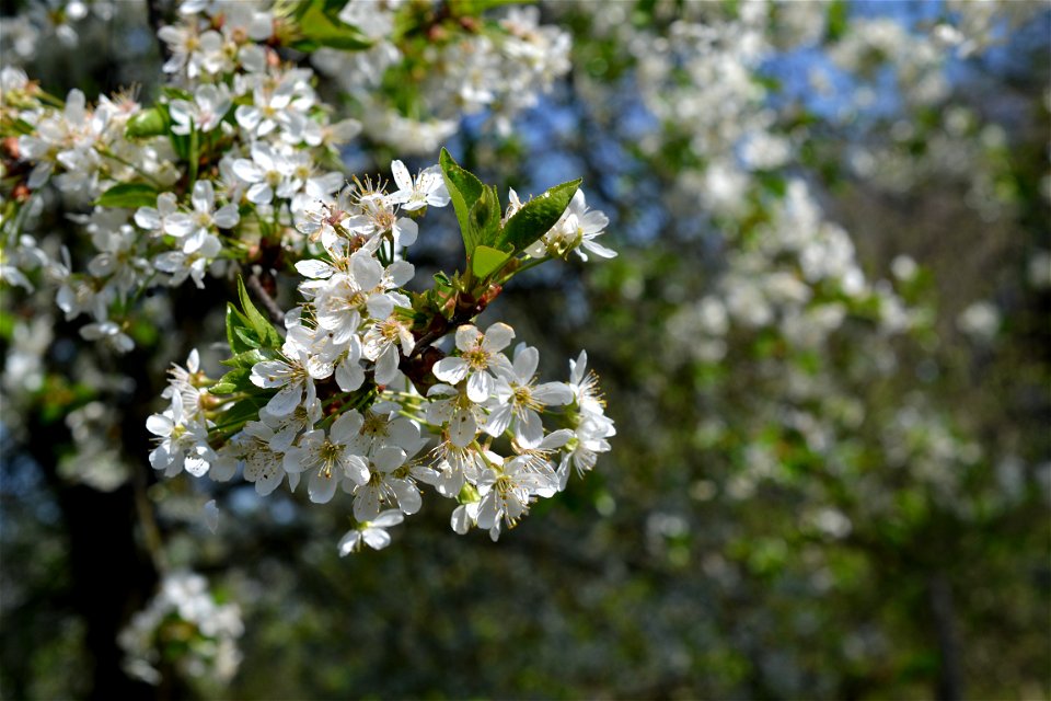Spring ,April 2023