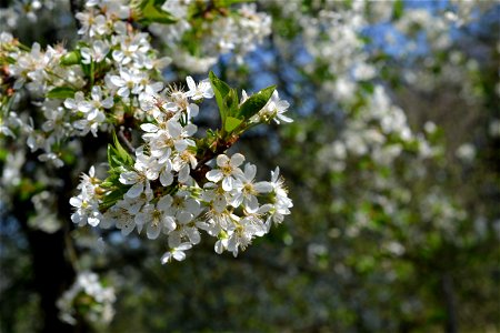 Spring ,April 2023