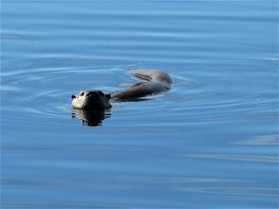 Otter photo
