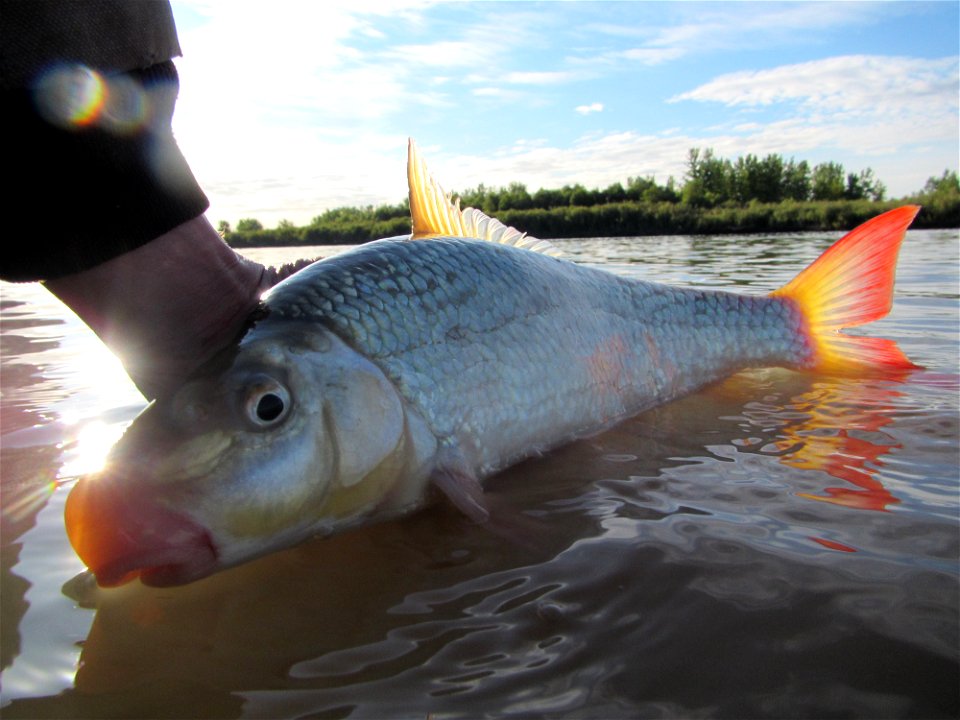 Shorthead Redhorse Sucker