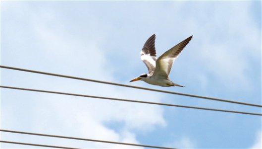 Large-billed Tern