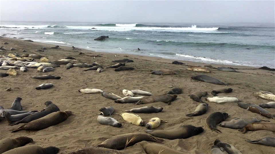 Piedras Blancas Light Station photo