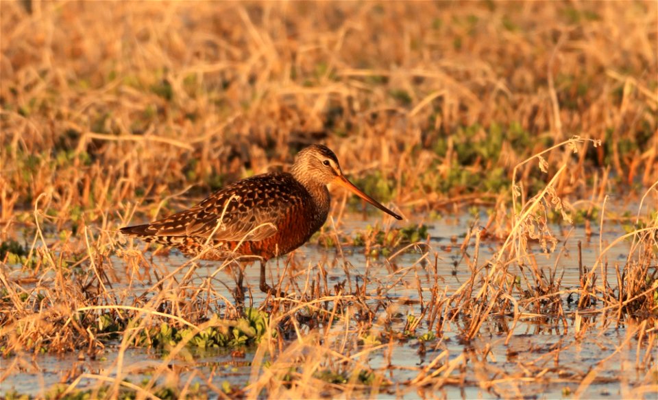 Hudsonian Godwit Huron Wetland Management District