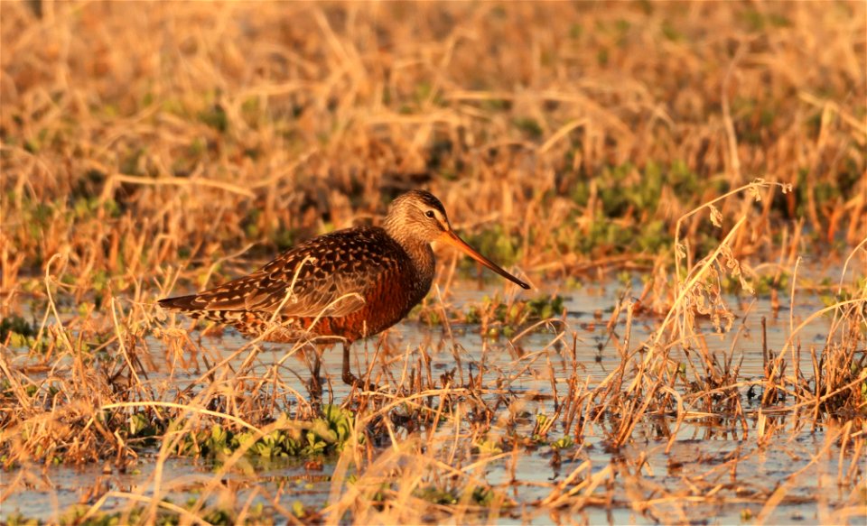 Hudsonian Godwit Huron Wetland Management District photo