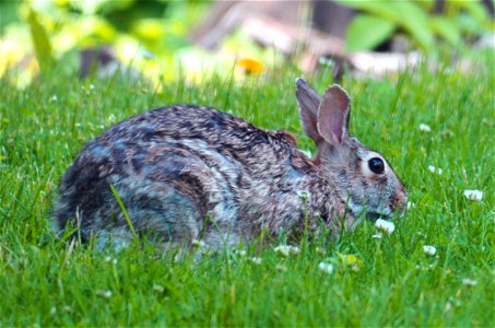 Close rabbit photo