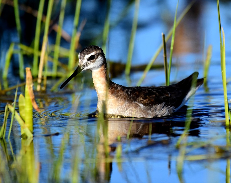 Wilson's phalarope at Seedskadee National Wildlife Refuge