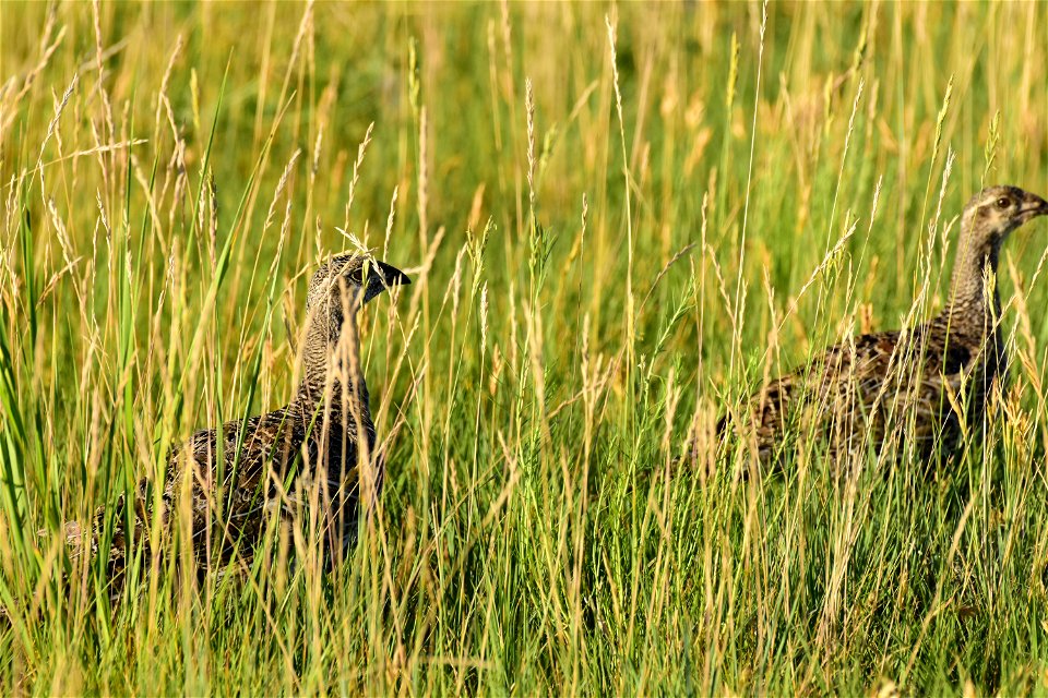 Greater sage-grouse at Seedskadee National Wildlife Refuge