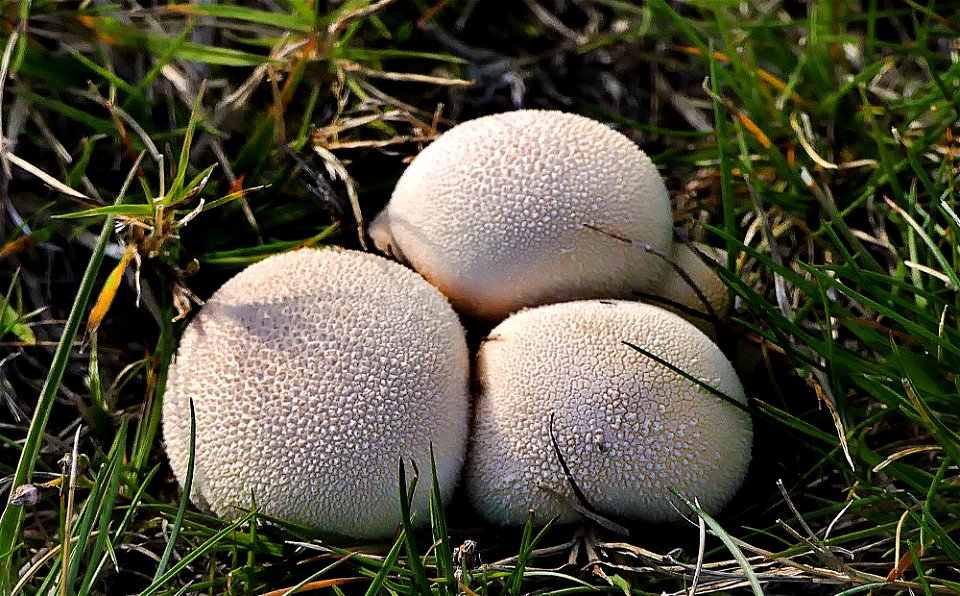 Lycoperdon pratense. Puffballs.