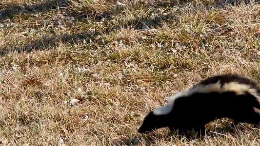 Striped Skunk photo