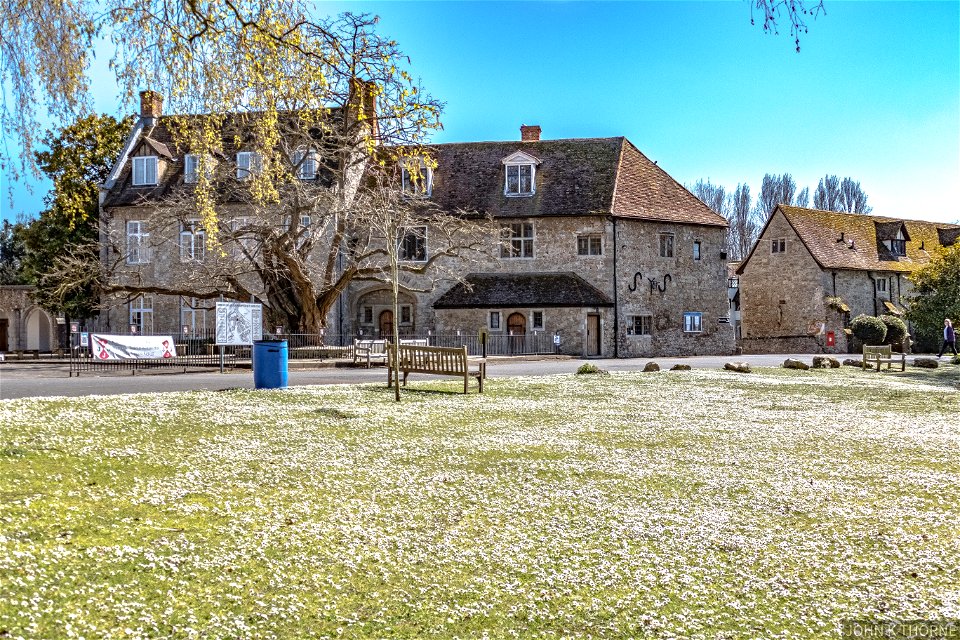 Carpet of Daisies. The Friars Aylesford Priory.