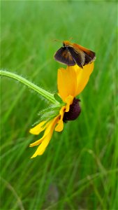 Poweshiek skipperling male photo