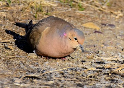Mourning dove at Seedskadee National Wildlife Refuge photo