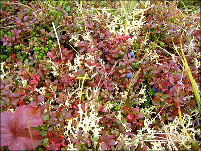 Tundra Flora photo