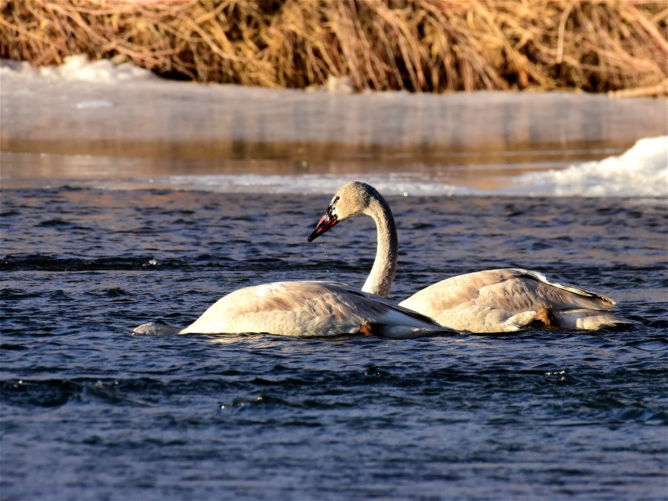 Trumpeter swans at Seedskadee National Wildlife Refuge