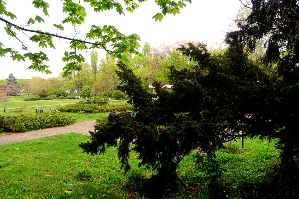 japanes_garden_rain_Herastrau (26)
