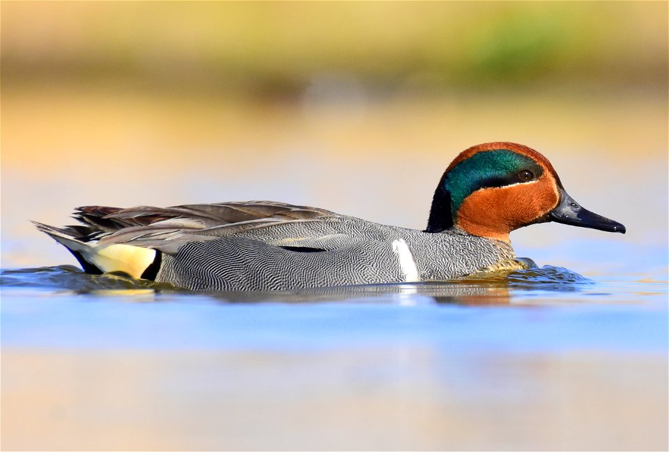 Green-winged teal at Seedskadee National Wildlife Refuge