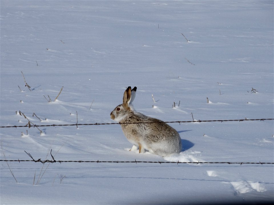 White-tailed Jackrabbit Lake Andes Wetland Management District South Dakota photo