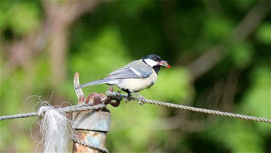 Manche Insektenfresser fressen auch Insekten (und nicht nur Spinnen)