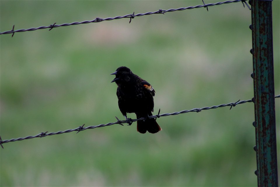 Red-Winged Blackbird Lake Andes Wetland Management District South Dakota