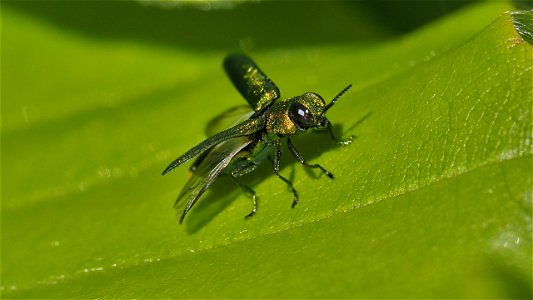 Das Prachtkäfer - Männchen hebt ab (Anthaxia nitidula)
