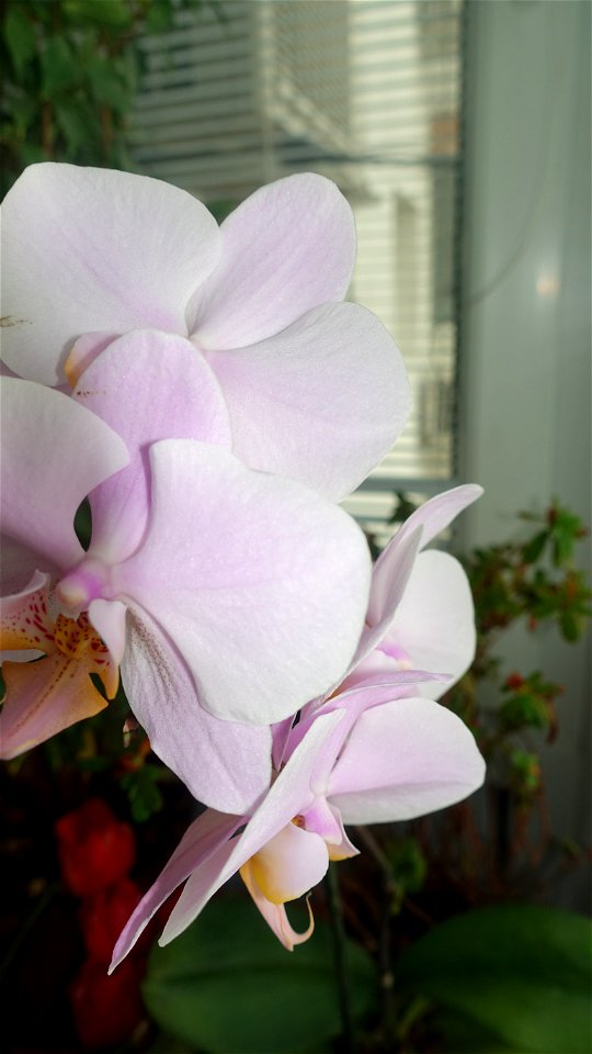 orchids-兰花_2023_0224_170549