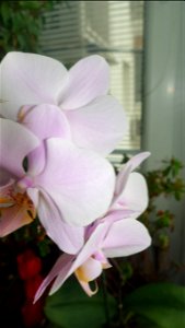 orchids-兰花_2023_0224_170549 photo