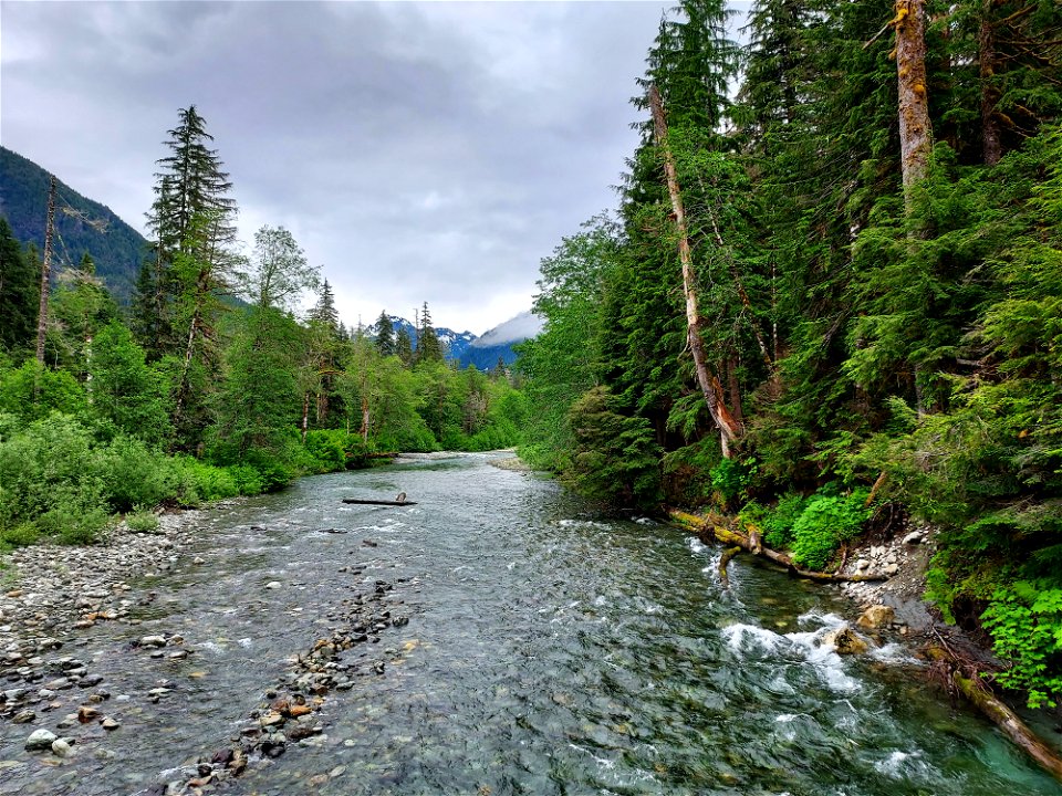 Stillaguamish River at Big Four, Mt. Baker-Snoqualmie National Forest. Photo by Anne Vassar June 14, 2021.