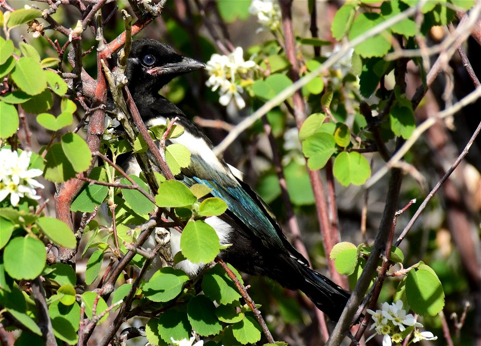 Black billed magpie at Seedskadee National Wildlife Refuge