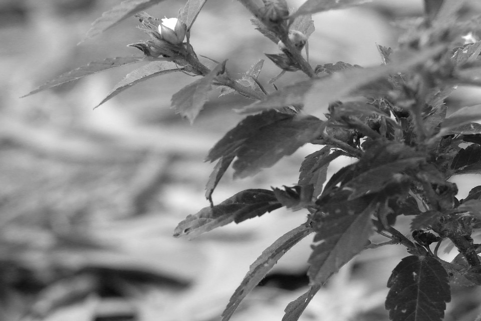 Nature plants floors