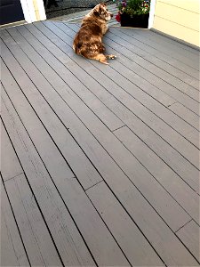 Does This New Deck Color Match My Coat?