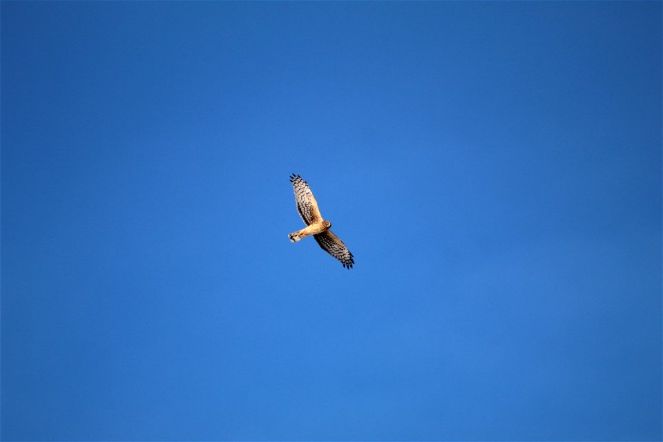 Northern Harrier